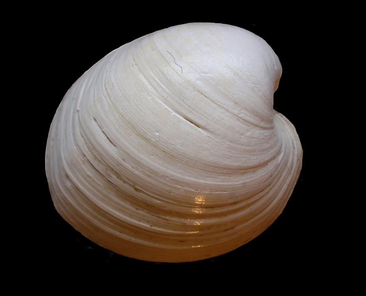 Glossus humanus (Linn, 1758)  Pliocene Astigiano